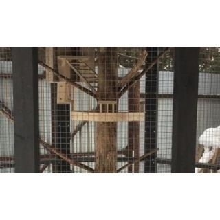 Кормушка для белки на ствол .