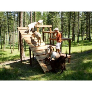 Игровая площадка для коз 