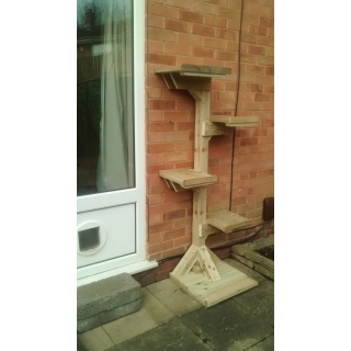 Когтеточка - дерево Фредди .